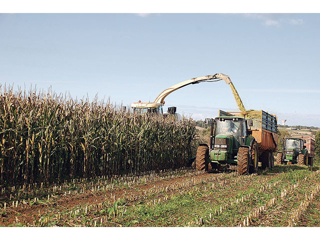 Les ensilages de maïs démarrent